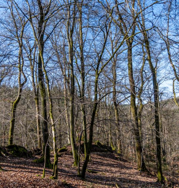 Houffalize