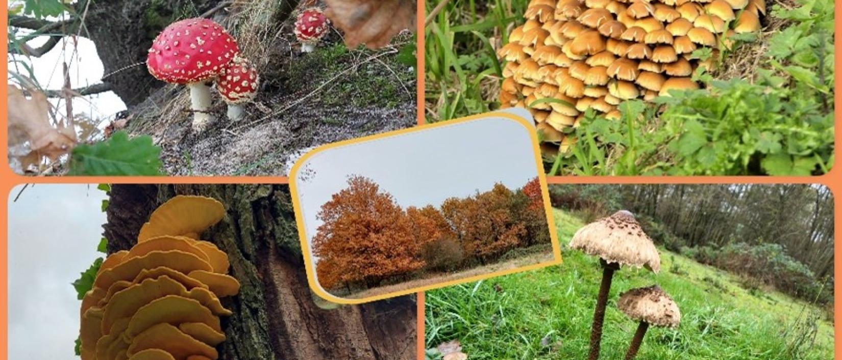Op zoek naar paddenstoelen