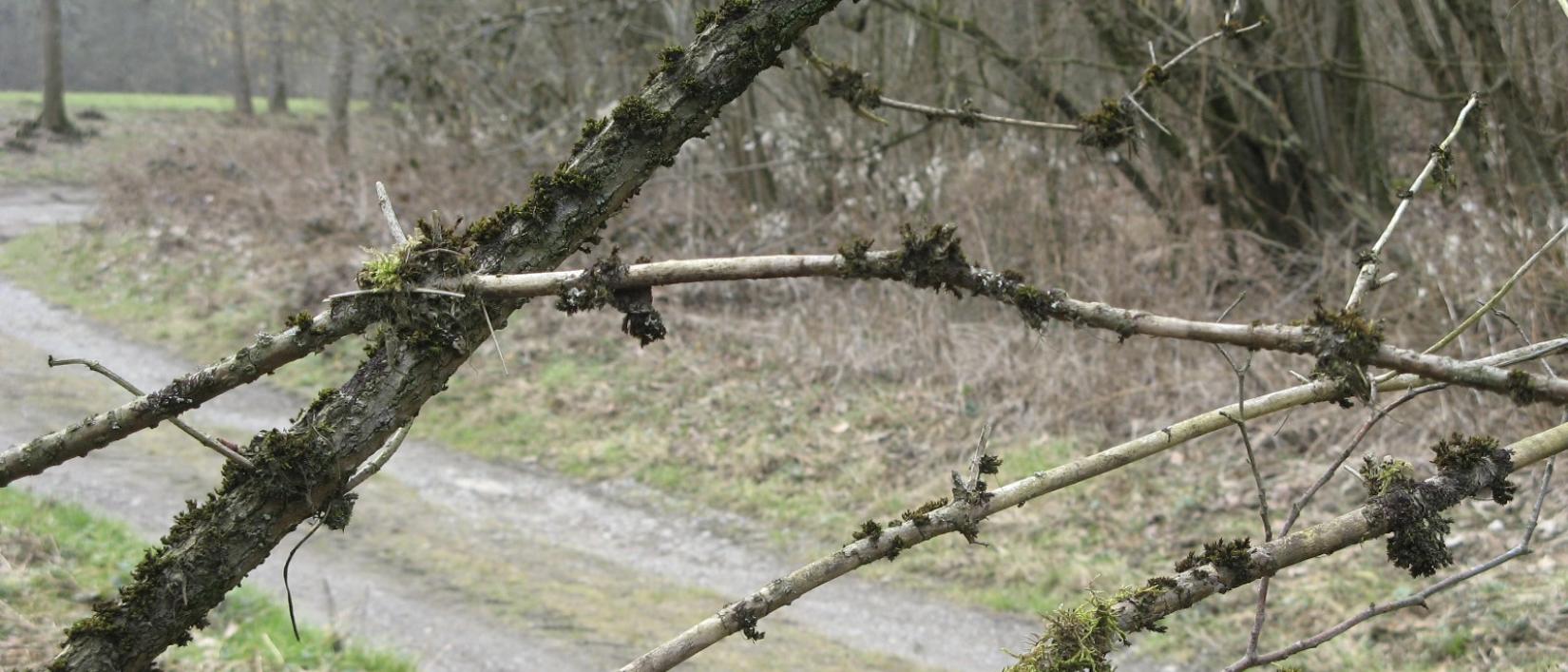 winterwandeling
