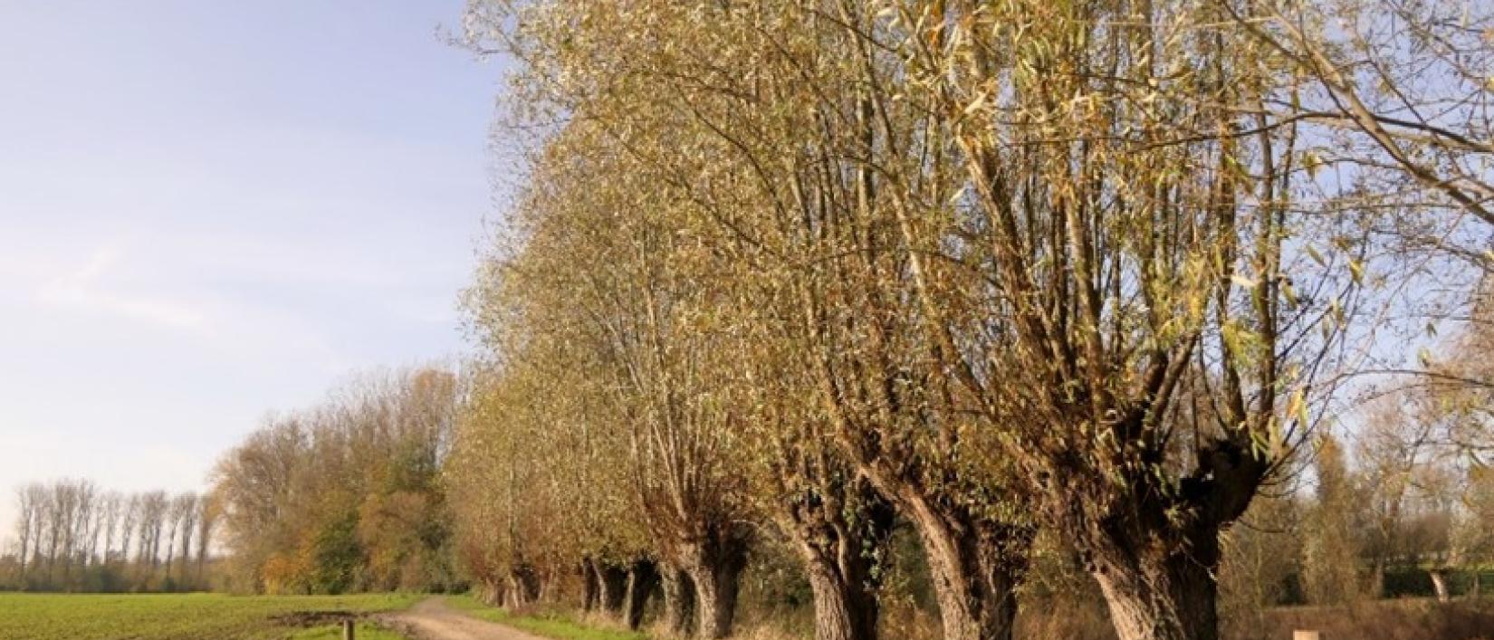 hillegem