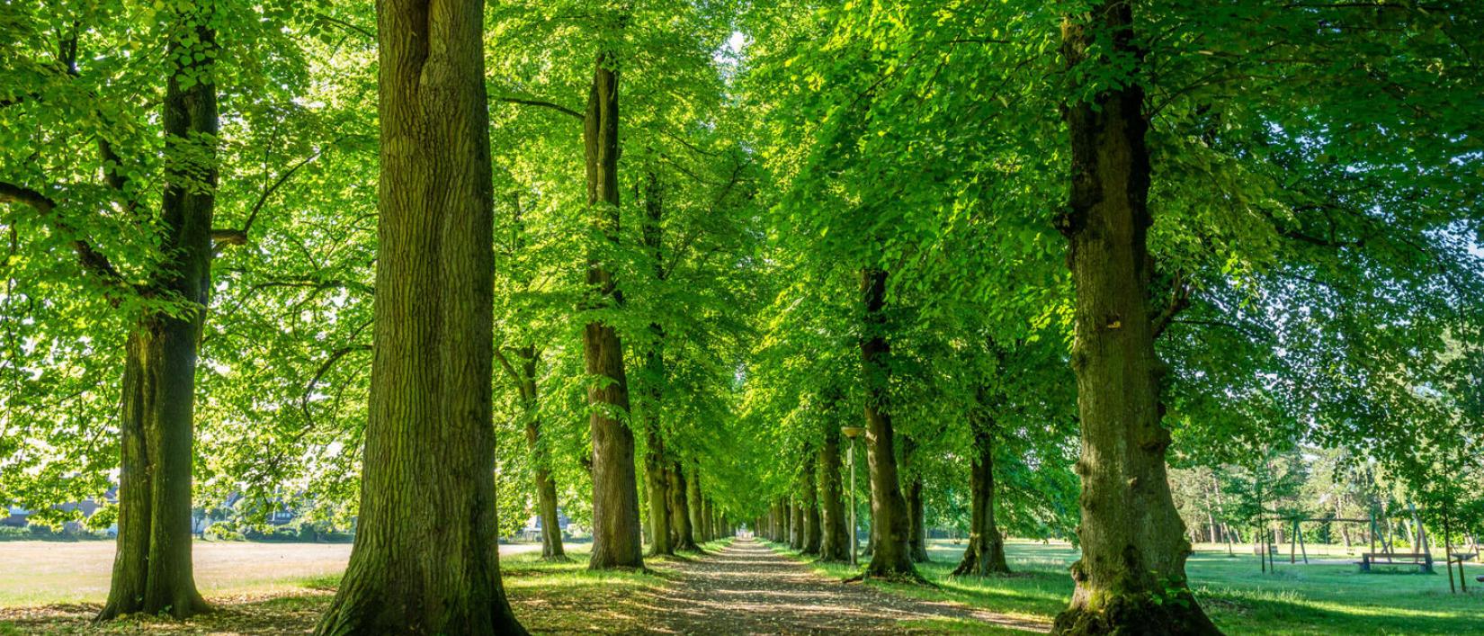 vinderhoutse bossen