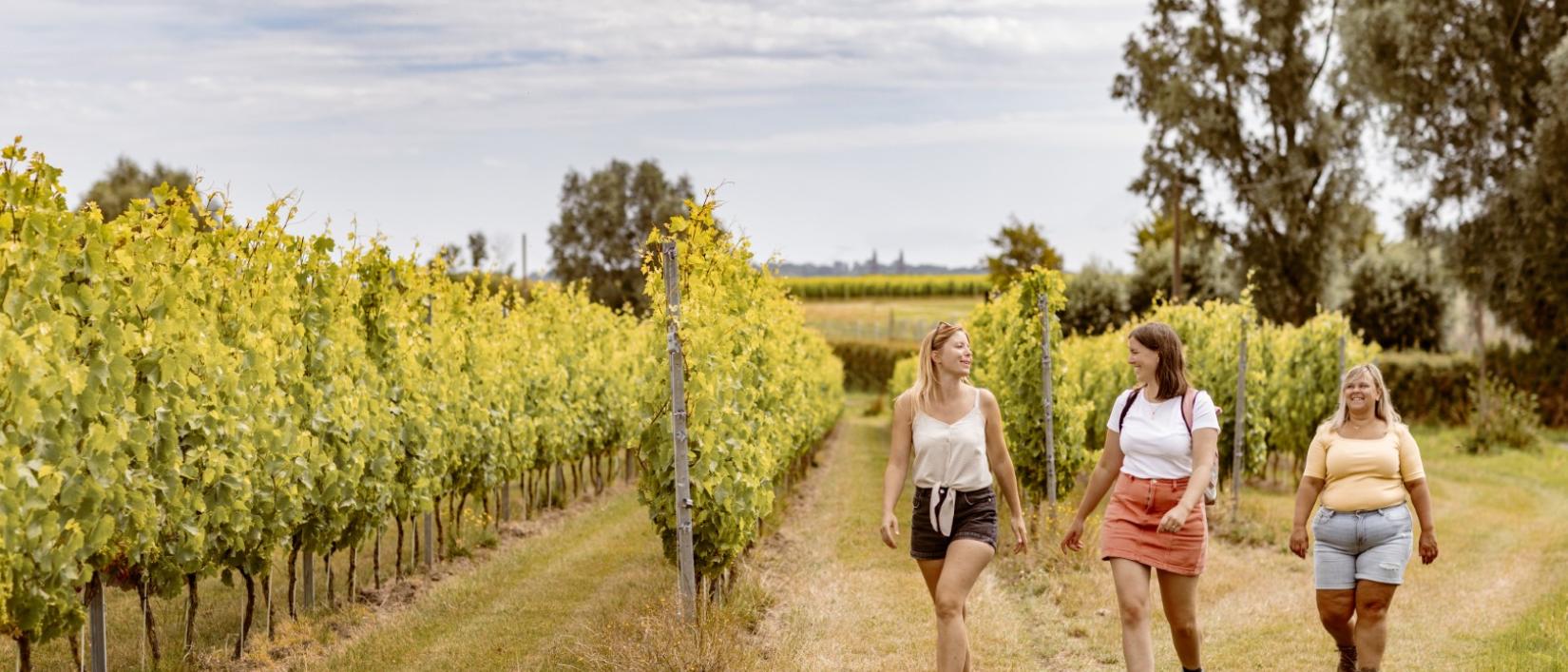 Wandelen langs en door wijndomein Ravenstein - Wandelnetwerk Ieperboog Oost