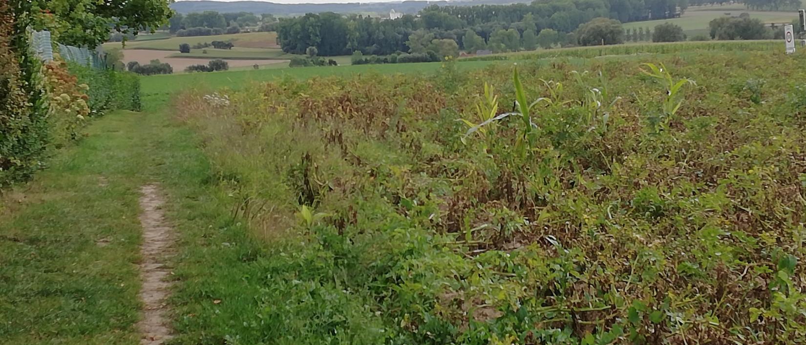 Wandelpad