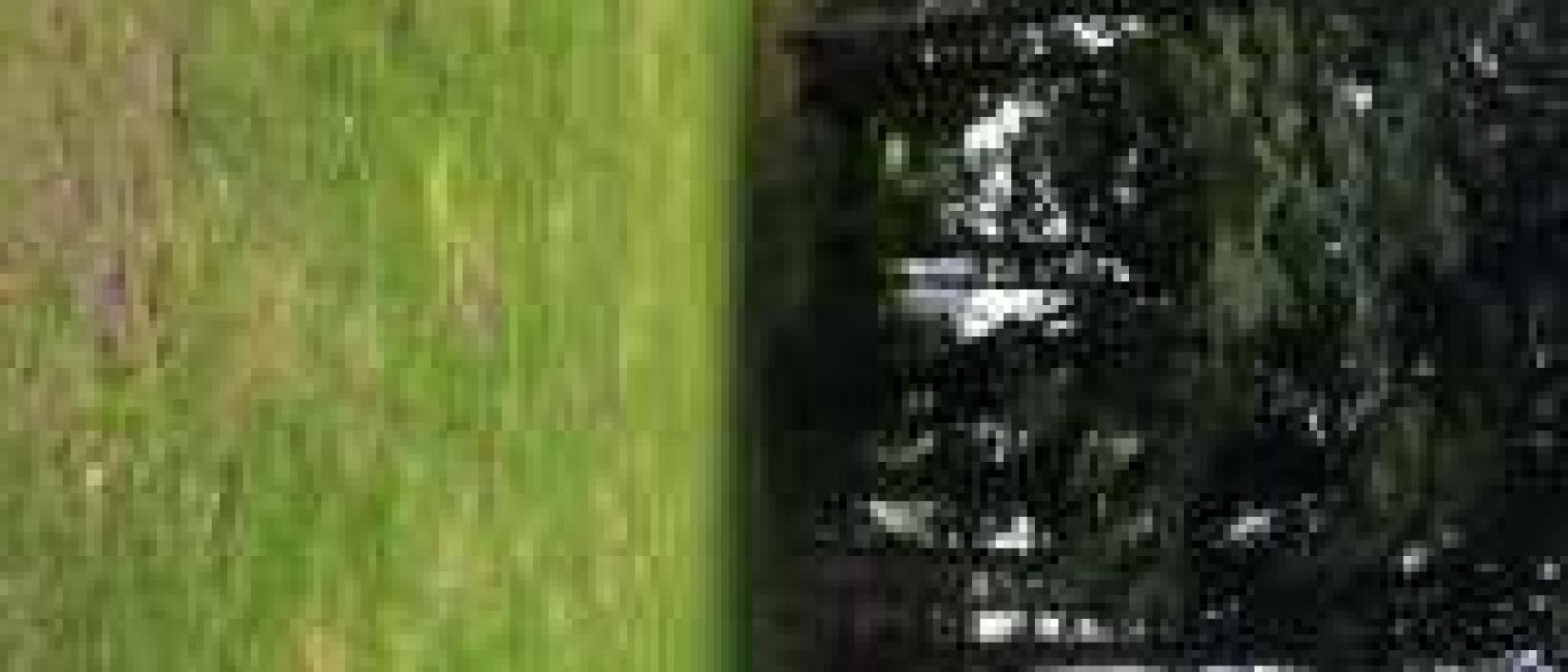 Hoofdfoto Friesland Camping