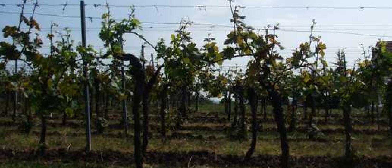 Hoofdfoto Weingut Schreieck