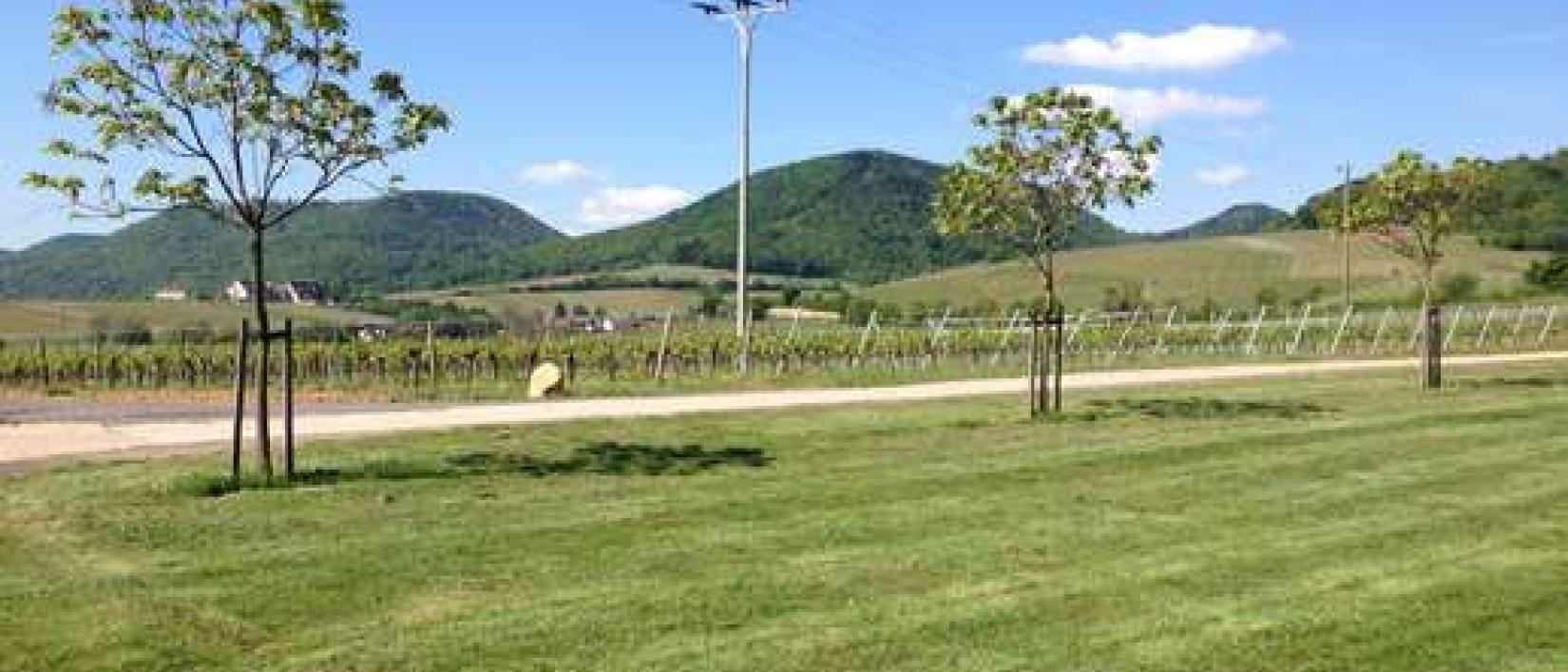 Hoofdfoto Weingut Erlenwein