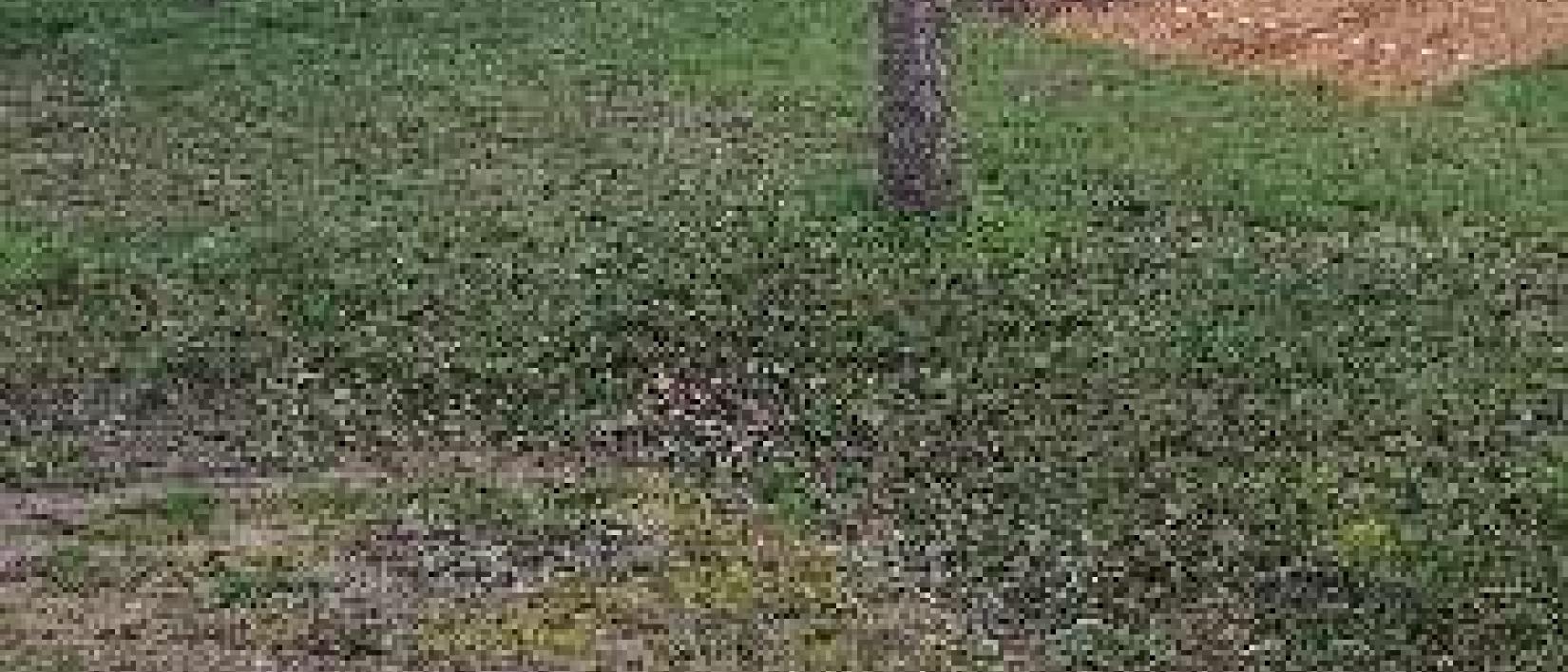 Hoofdfoto Ferme Des Pilets Earl