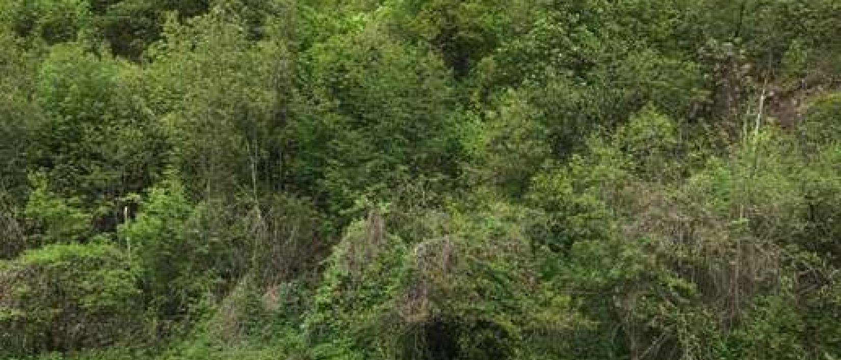 Hoofdfoto Pizzeria Nussbaumer