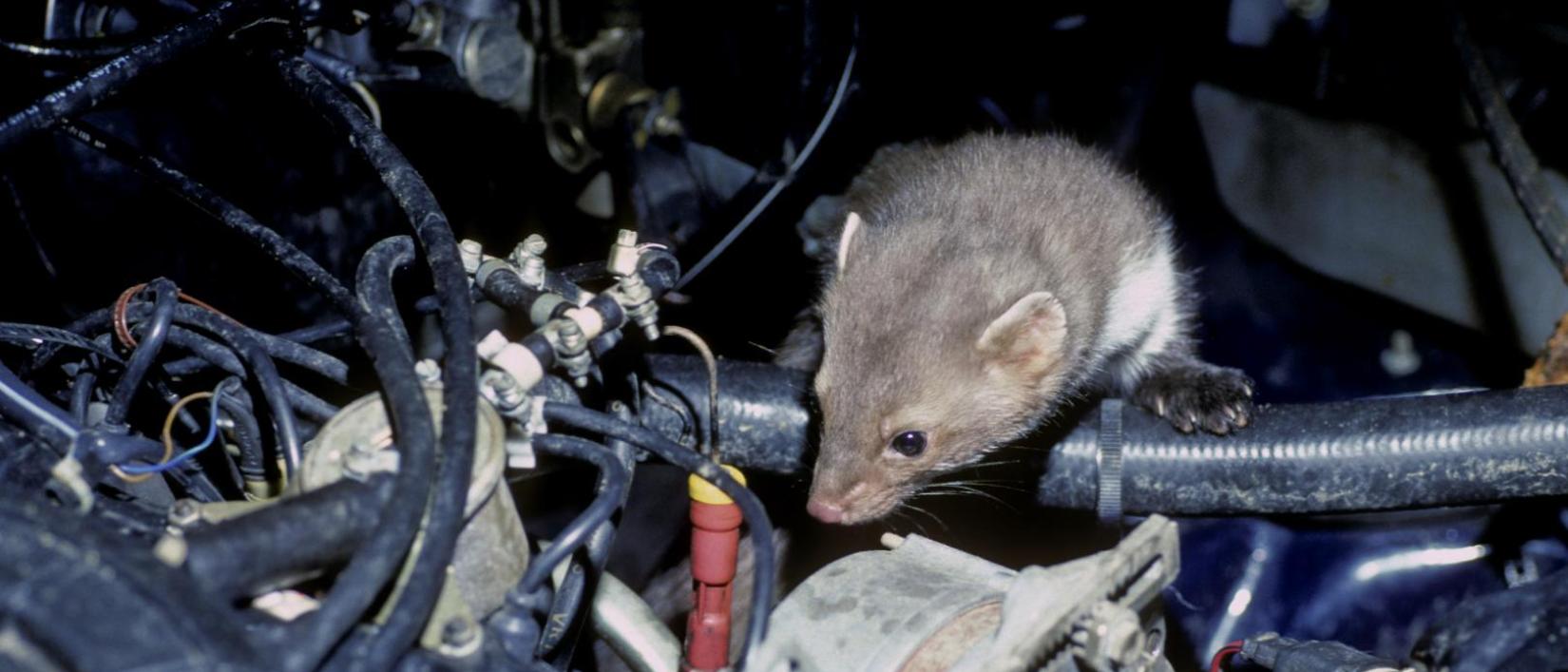Marterschade: miserie onder de motorkap