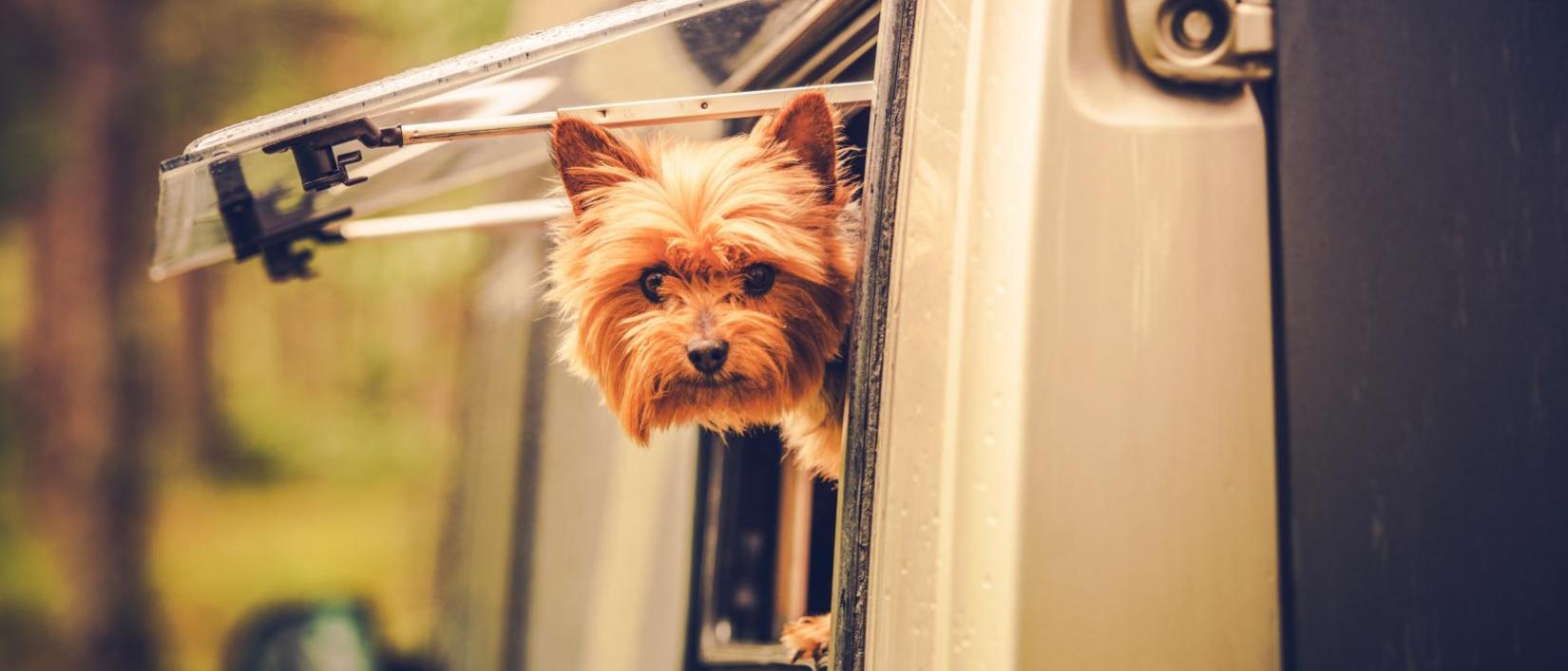 Je hond mee op campervakantie