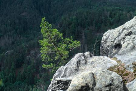 Hřebenovka