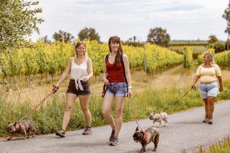 Wandelen langs en door wijndomein Ravenstein