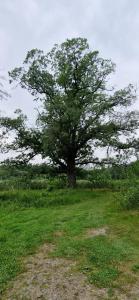 Polen