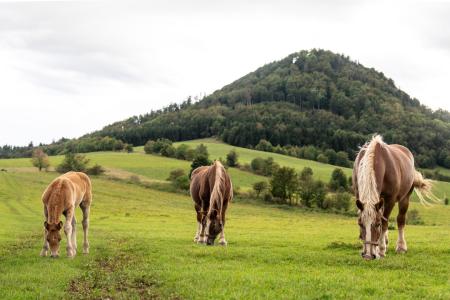 wandelen in Sokolowsko