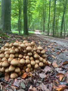 zonienwoud