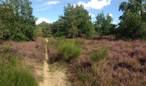 heide