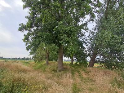 Trage Weg aan Olmendijkje
