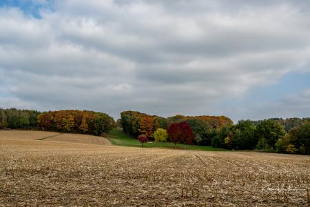 Wandelen door Troostembergbos