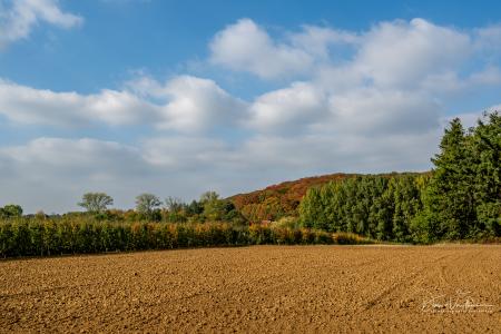 Wandelen door Troostembergbos