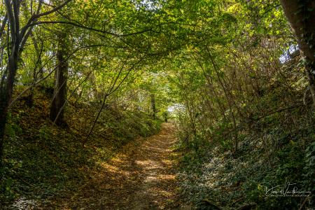 Wandelen door Troostembergbos