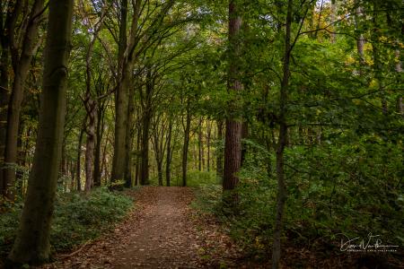 Wandelen door Troostembergbos