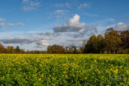 Herfstwandeling Glabbeek