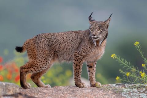 lynx