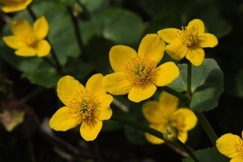 dotterbloem