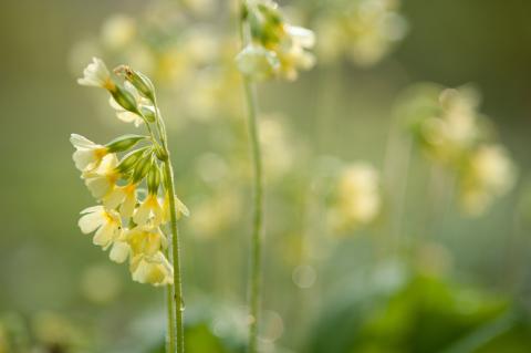 sleutelbloem