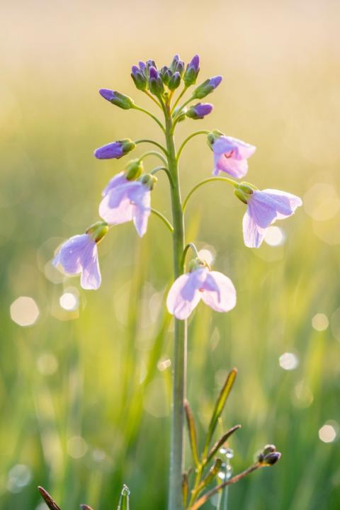 Pinksterbloem