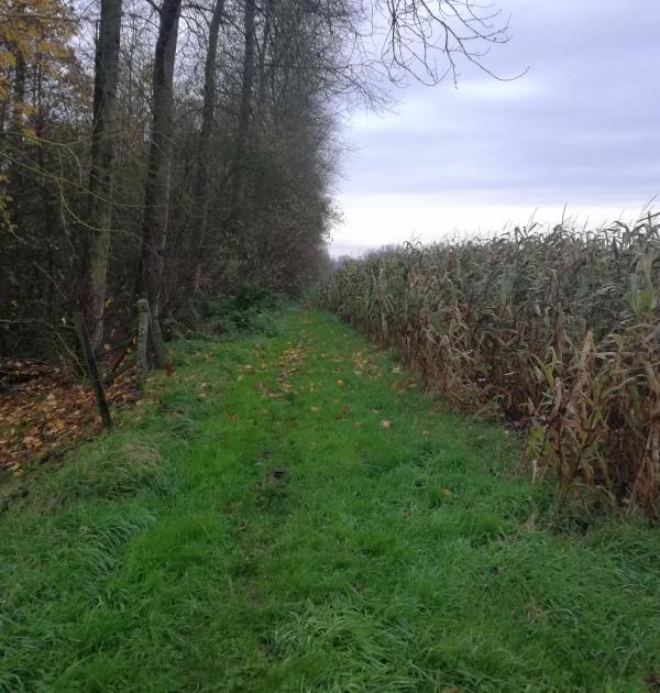 Wandelpad