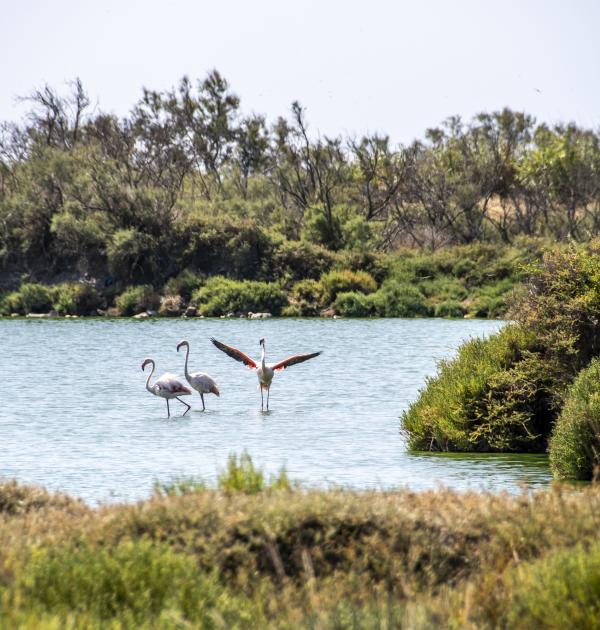 camargue