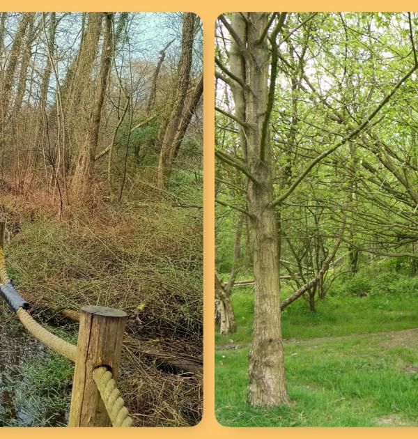 Wandelen over het vlonderpad door de Serskampse bossen.