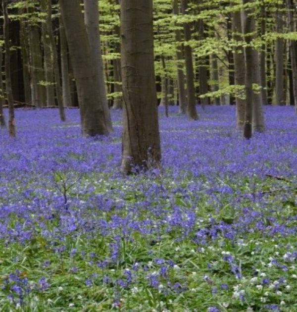 Hallerbos