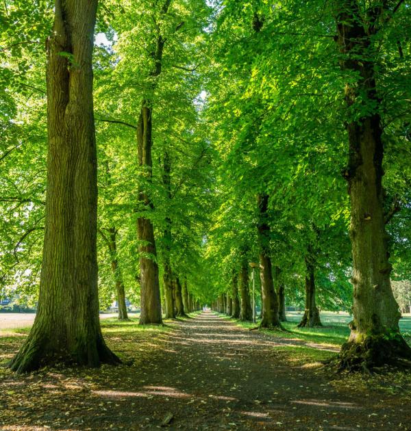 vinderhoutse bossen