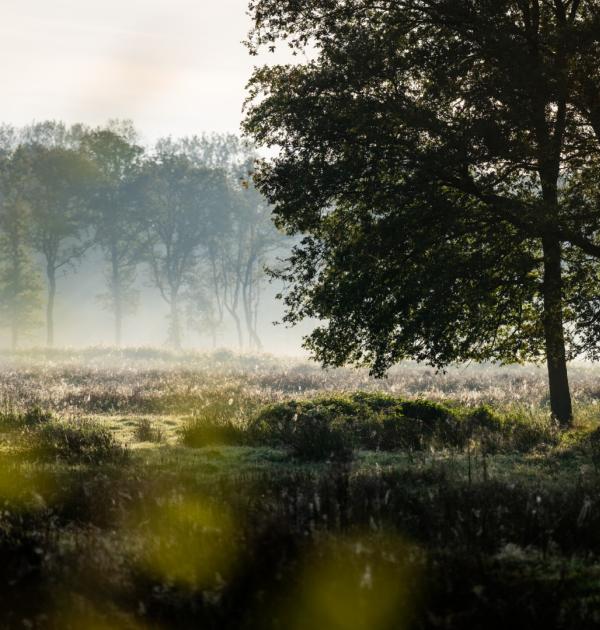 weerterbos