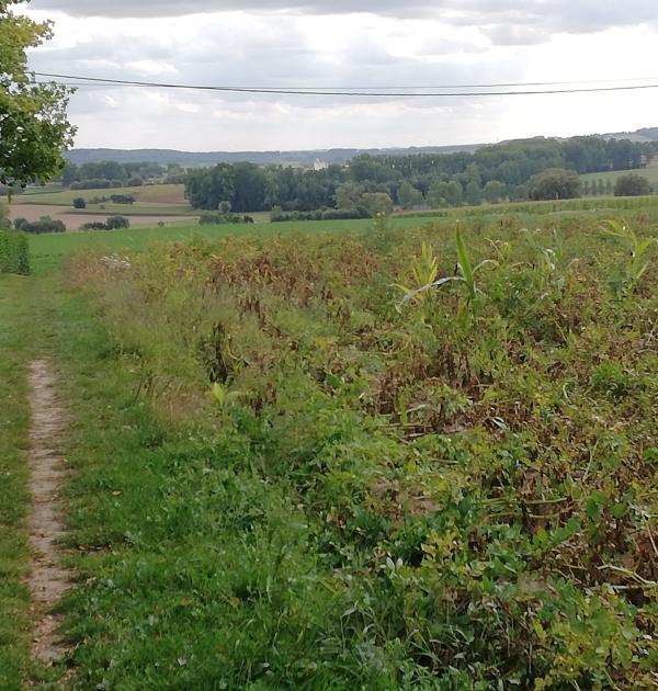 Wandelpad