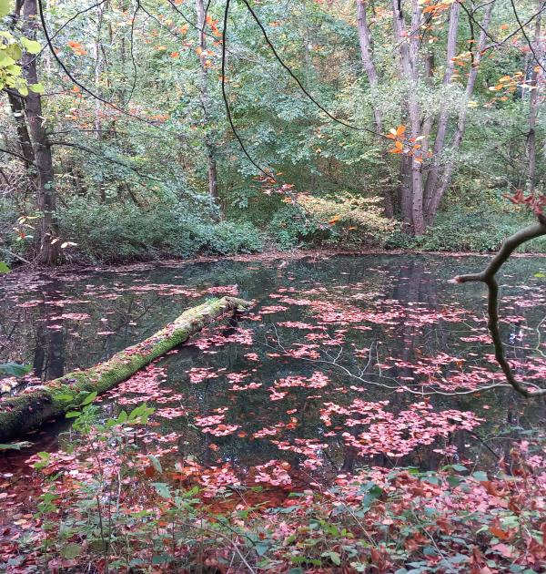 Het bos in herfsttooi.