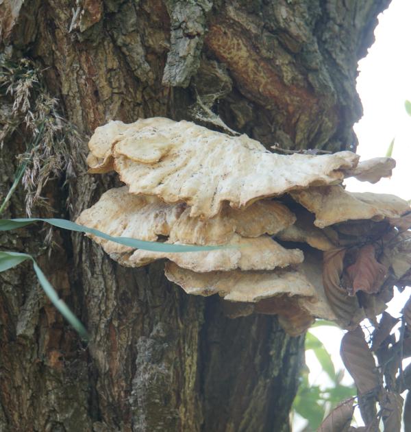 elfenbanken op wilgen