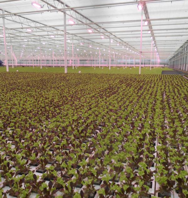 slaplanten
