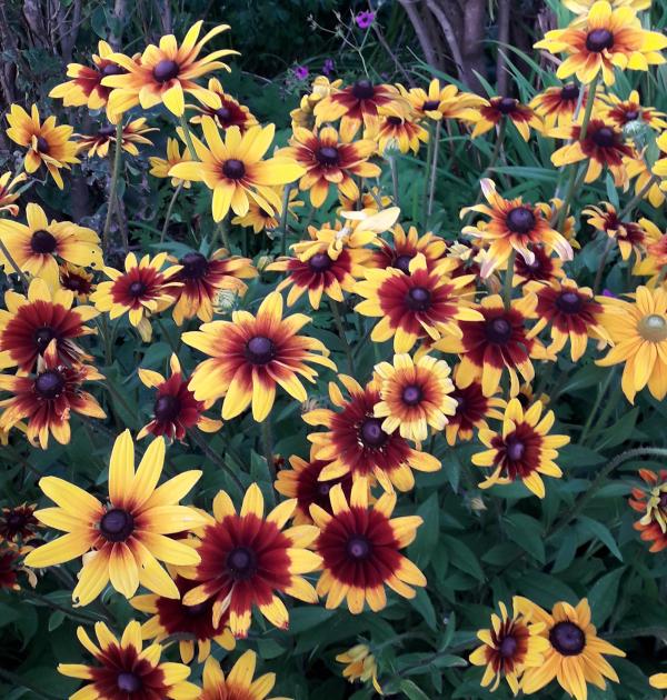 Bloemen
