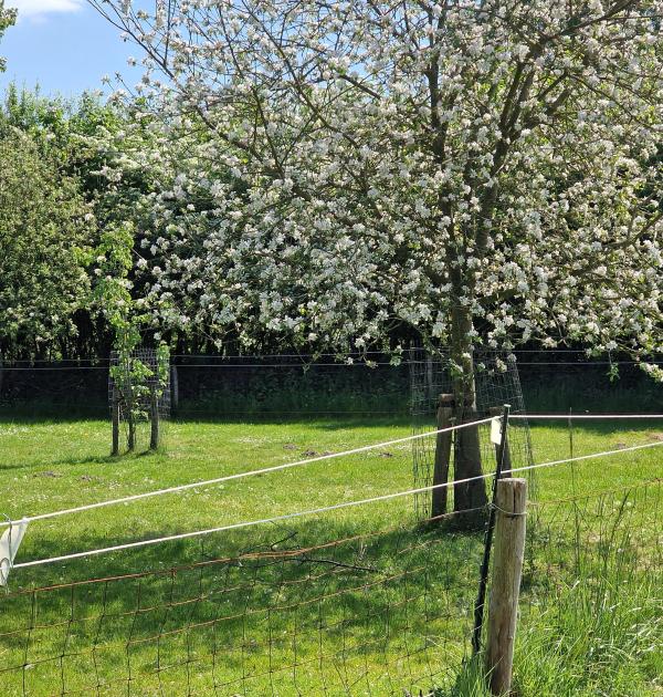 De lente in al zijn pracht