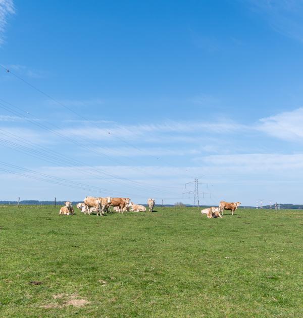 Houffalize