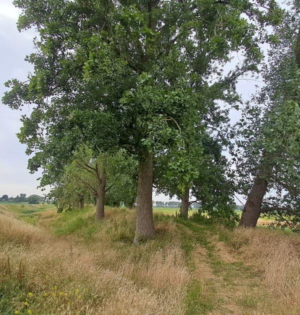 Trage Weg aan Olmendijkje