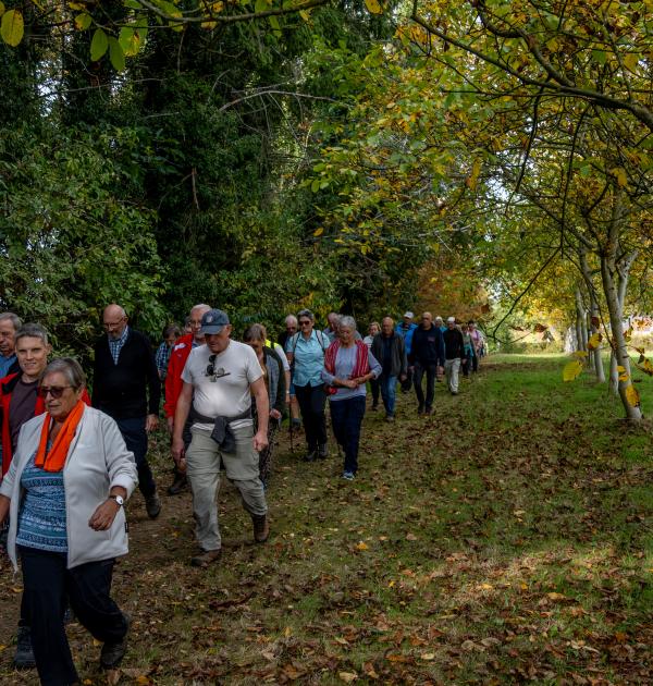 Wandelen door Troostembergbos
