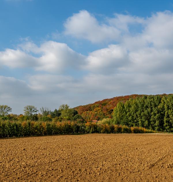 Wandelen door Troostembergbos