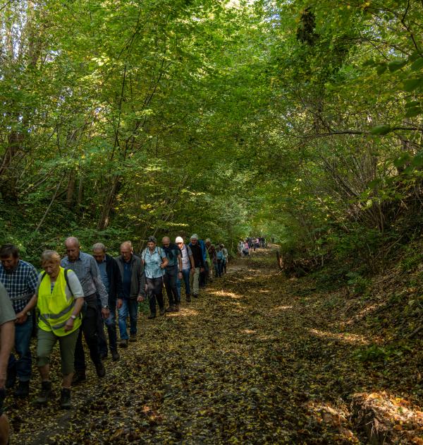 Wandelen door Troostembergbos