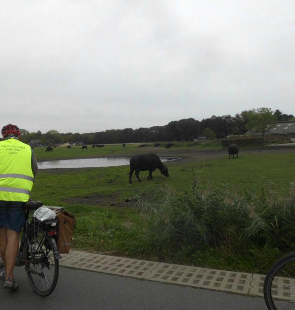 waterbuffels