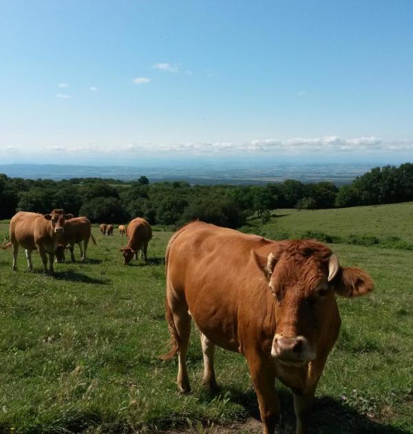 Hoofdfoto Camping La Porte D'autan