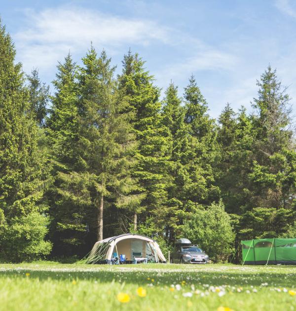Hoofdfoto Forest Glade Holiday Park